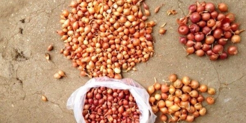 Pravilna priprema setova luka za sadnju u otvorenom tlu